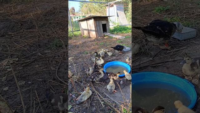 Вова кормит уток смотреть онлайн