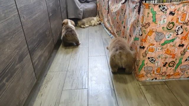 Щенки вельш корги пемброк - Фрай Винд смотреть онлайн