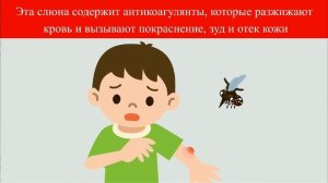 10 укусов насекомых Adme.ru