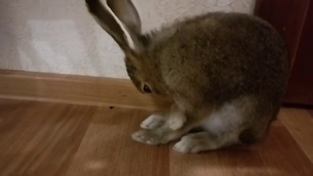 заяц вылизывается смотреть онлайн