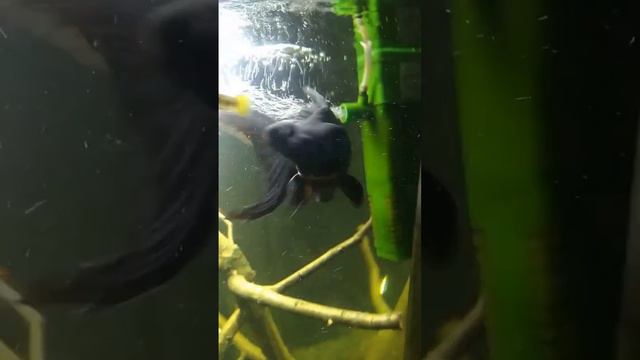 #shortsvideo #аквариум #рыбки #телескоп #золотаярыбка смотреть онлайн