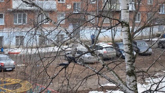 Сова против ворон смотреть онлайн