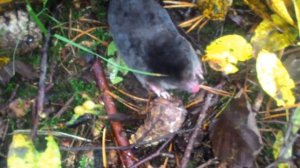 Как погладить крота