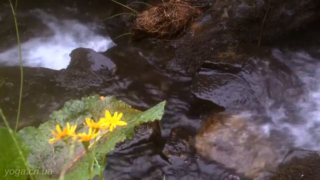 Nature is alive.. Mountain stream in flowers. Гірський струмок у квітах. смотреть онлайн