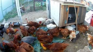 Эко куры. Мои Брама