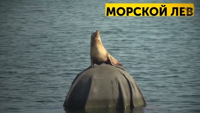 14 устрашающих, но очень дружелюбных морских существ