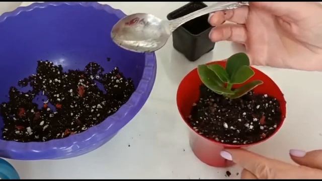 КЛУЗИЯ. ПЕРЕСАДКА И УХОД смотреть онлайн