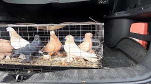 ЯРМАРКА ГОЛУБЕЙ НОВОКУЗНЕЦК часть 1