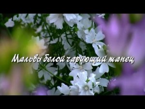 Мальвы белой чарующий танец.  Дачные картинки.
