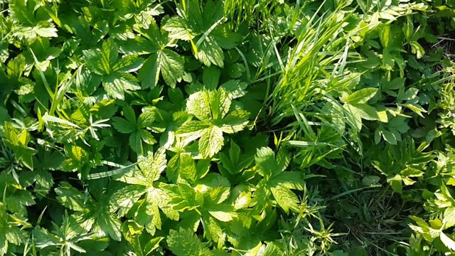 Могила стрельцов! Село Яглуш! Праздничная служба! 2016 05 смотреть онлайн