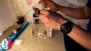 Муравьи Messor structor для чайников! Пересадка в гипсовый формикарий