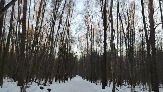 Про кору осины.mp4 смотреть онлайн