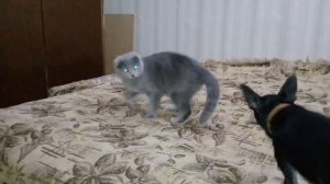 Той-терьер VS шотландская вислоухая кошка. Кто победит?