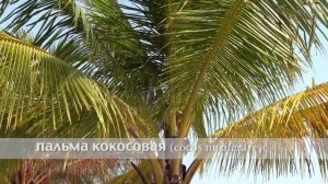 кокосовая пальма