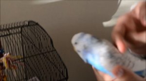 ИГРУШКА ДЛЯ ПОПУГАЯ С Aliexpress. Волнистые попугаи SNOW и SKY