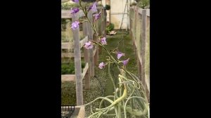 Tillandsia duratii In Bud