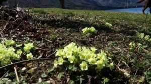 Slovenia Lake Bohinj \ Словения озеро Бохинь в апреле