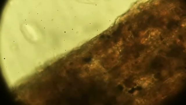 Microscopic Preparations Majeranek - life 2 (compilation) mikroskop preparat życie смотреть онлайн