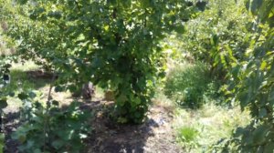 Фундук Трапезунд.Наблюдение за сортом.Часть третья.