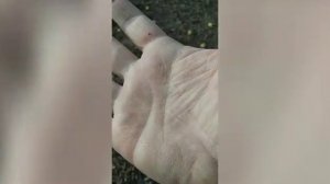 Маклюра, что это, как выглядит
