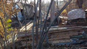Фундук Трапезунд.Восстанавливаем плодоношение старого, запущенного куста.