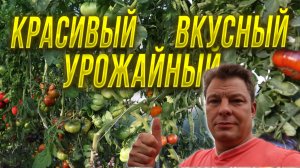 Самый вкусный и урожайный томат и для каждого он свой!