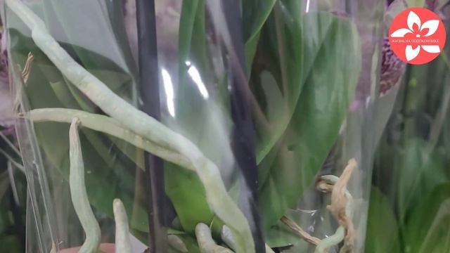 Море орхидей ДИКИЙ КОТ во Флорэвиле🐈🐈🐈 смотреть онлайн