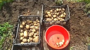 Картошка под соломой, мхом или опилками. Что лучше?