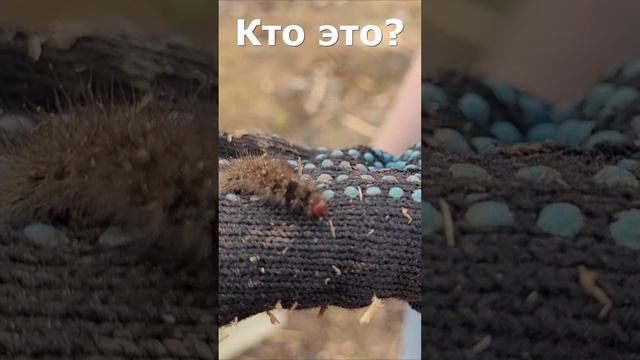 Кто это? #дача #природа  #гусеница  #shorts