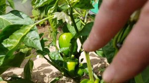 Перец сладкий Большая Берта желтая 12,07,23