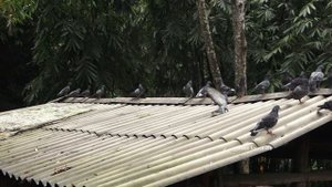 Robert sells baby wild chickens. Green forest life