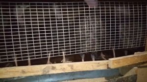 Содержание индюков на сетке. Как получается?!