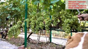 Виноград валентина- осенняя мускатня сказка ан винограднике....