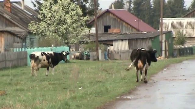 Коровы ходят всюду.f4v смотреть онлайн