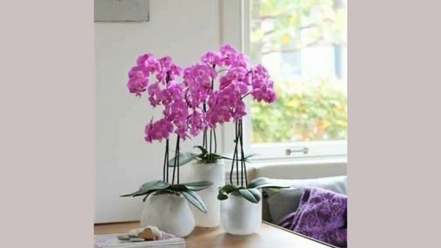 Top 40 phalaenopsis flowers Arrangements and flower decoration ideas part 3 смотреть онлайн