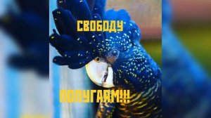 Свободу Попугаям!!!Песня Хит!!!!