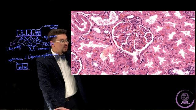 SmartLearn: Вячеслав Варенцов "Эпителиальные ткани" смотреть онлайн