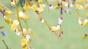 Верба Цветёт. Вербное Воскресение. Верба и Пчёлы | Футажи красивая природа [4K]