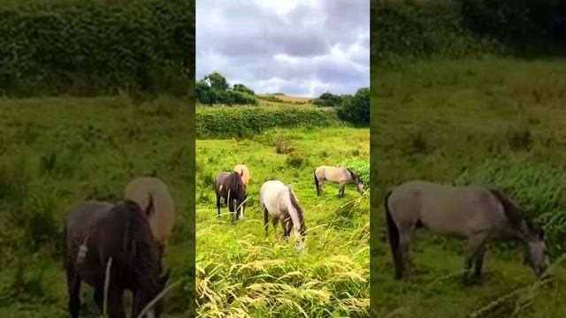 Природа Ирландии., лошади. #ireland #nature #отдых