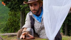 Шок 😨 укусил огромный японский шершень