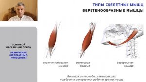 Физиология мышечного сокращения