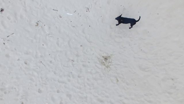 Dogs Chasing Drone смотреть онлайн