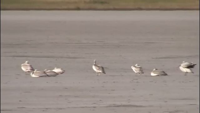 Провалы и лабиринты Сарымоина. Наурзум смотреть онлайн