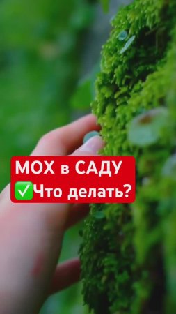Как избавиться от МХА в САДУ?