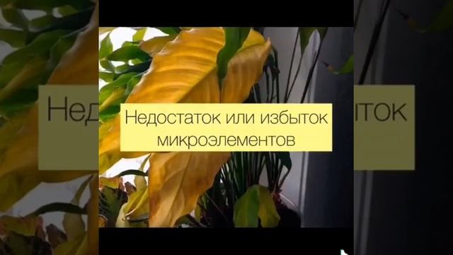 ЖЕЛТЕЮТ У КОМНАТНЫХ РАСТЕНИЙ ЛИСТЬЯ! ПОЧЕМУ? смотреть онлайн