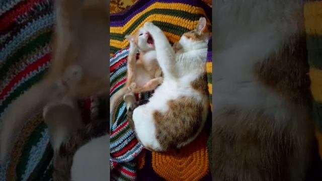 #Спать не даёт озорник!