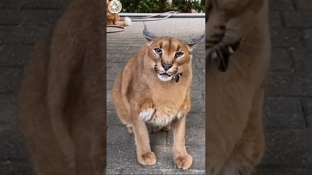 милые детские забавные животные, забавные котята и щенки, милые кошечки и щенки, забавные собачки