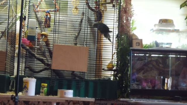 Валерий не ищет лёгких путей - долгая дорога домой / Попугаи какарики / Новозеландский попугай смотреть онлайн