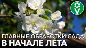 ЯБЛОНИ И ГРУШИ ОТЦВЕТАЮТ? Самое время опрыскать плодовый сад от всех болезней и вредителей!