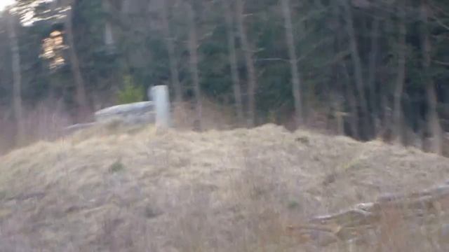 Кабанчики на шашлык пришли смотреть онлайн